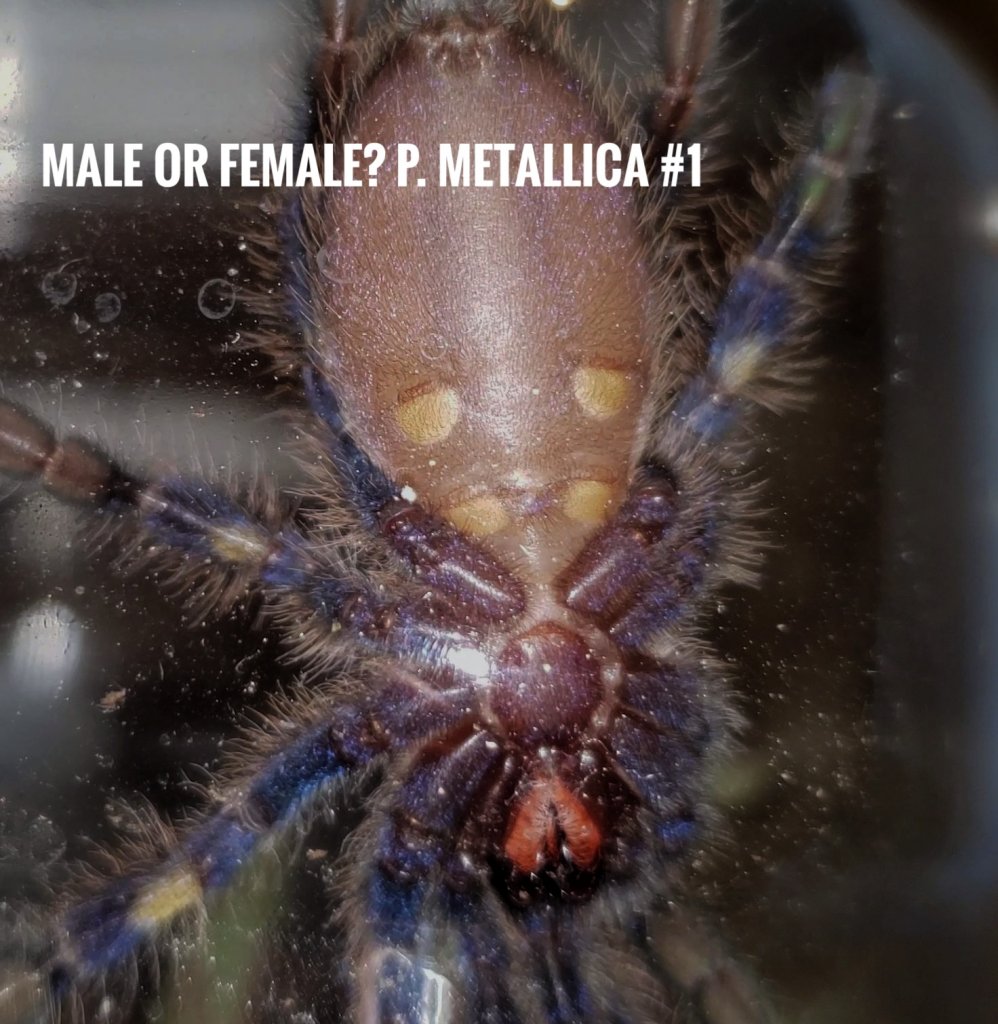 1st P. metallica trying to sex