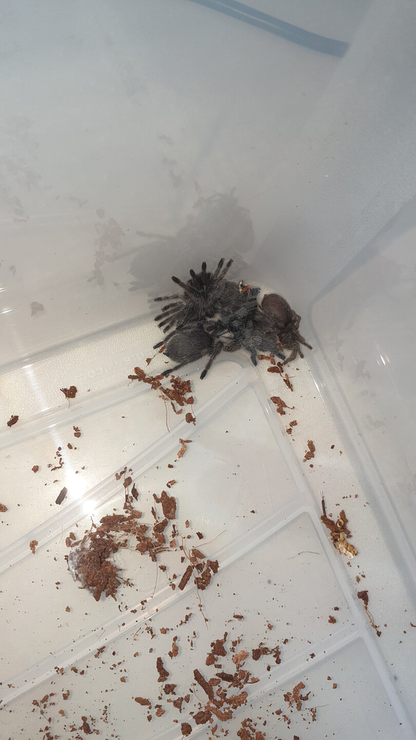 1st rehouse.
