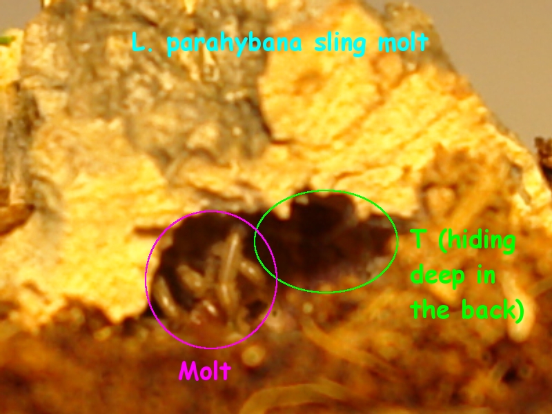 1st view of parahybana sling molt (not a great pic)