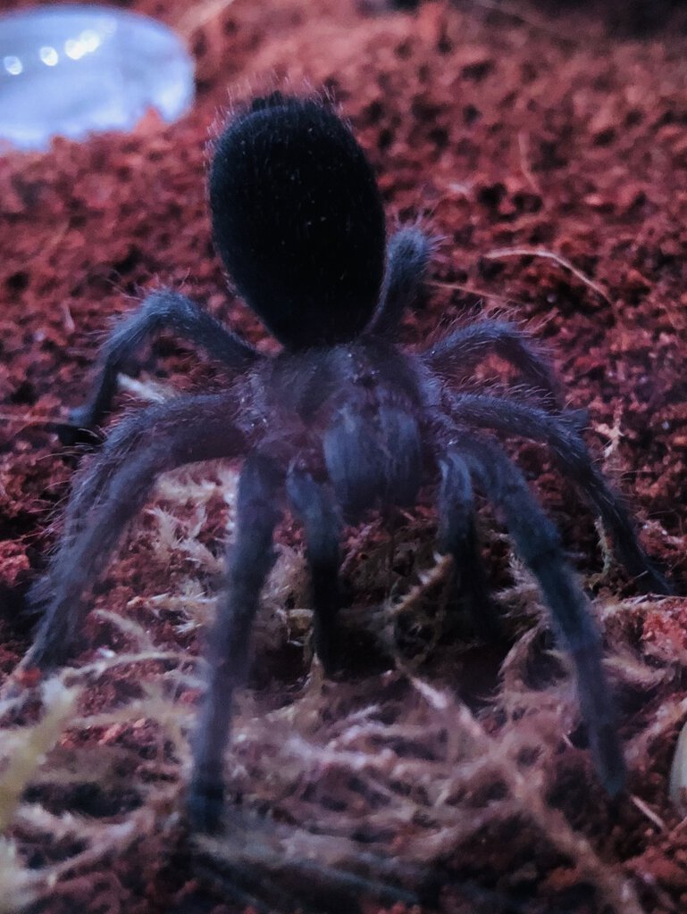 2’’ G. pulchra doing night time stroll routine