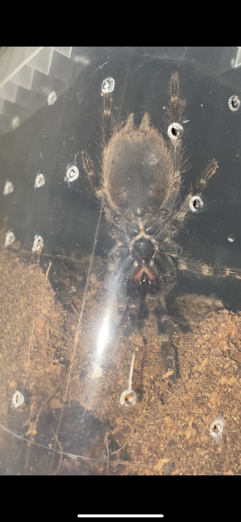 2“ N. chromatus (2/3)