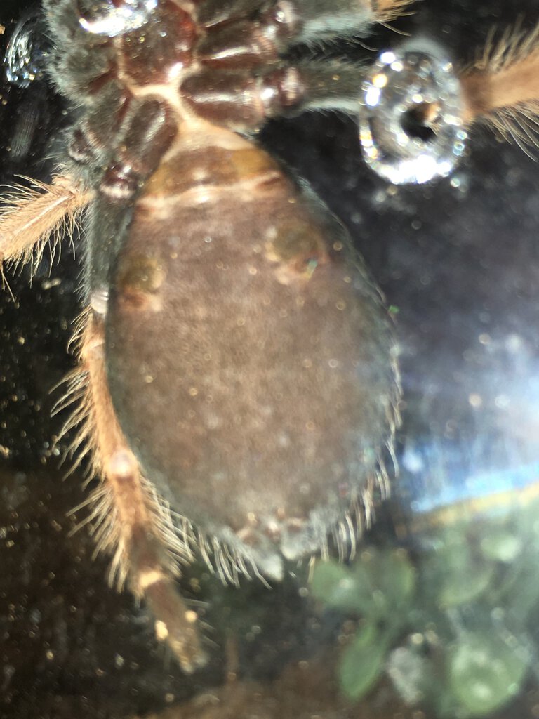 2” Brachypelma boehmei