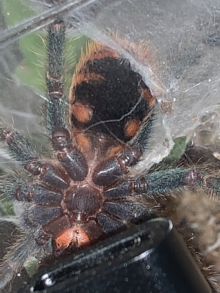 2” GBB, m/f?