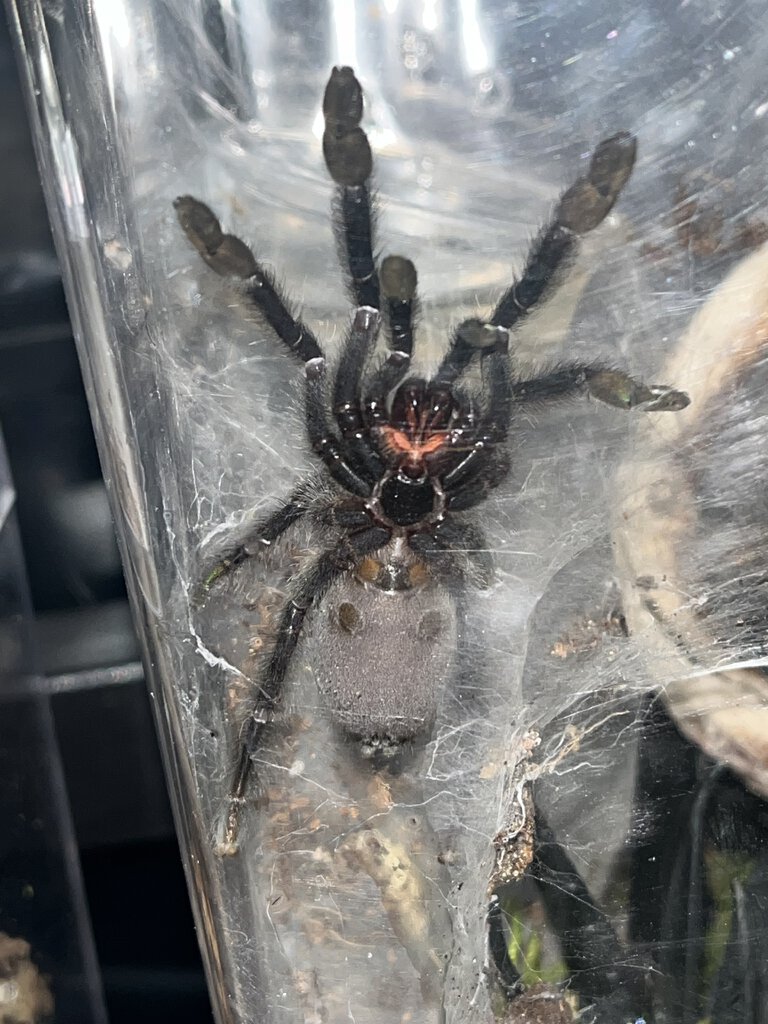 2” P. irminia