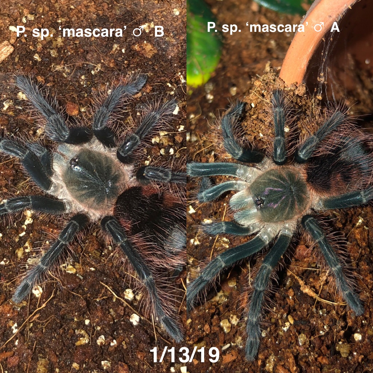 2.0 Pamphobeteus sp. ‘mascara’