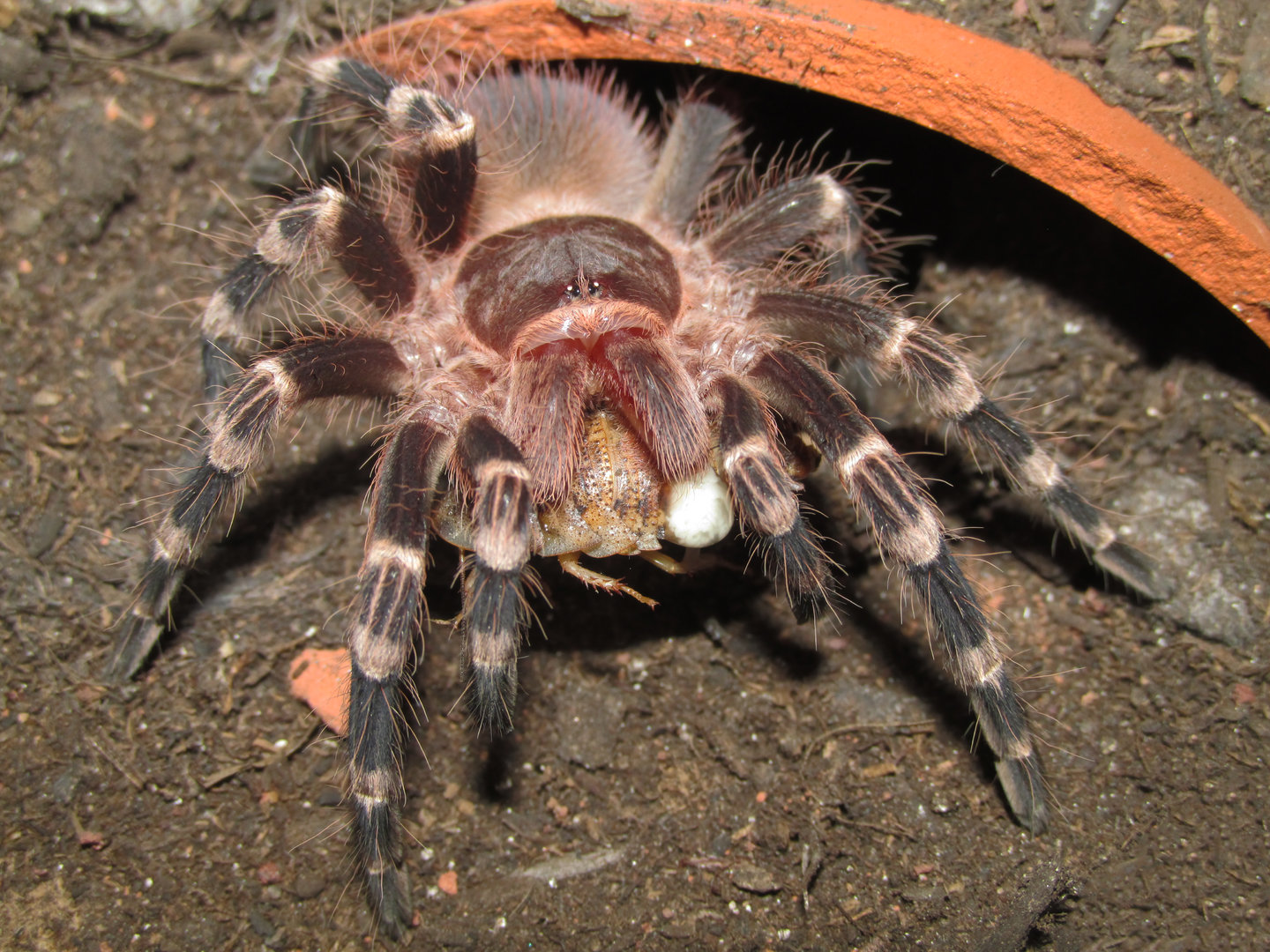 2" 1.0 A. geniculata