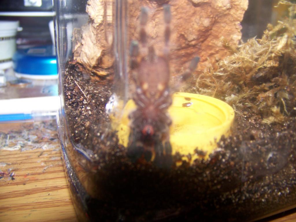 2 1/2" P.regalis