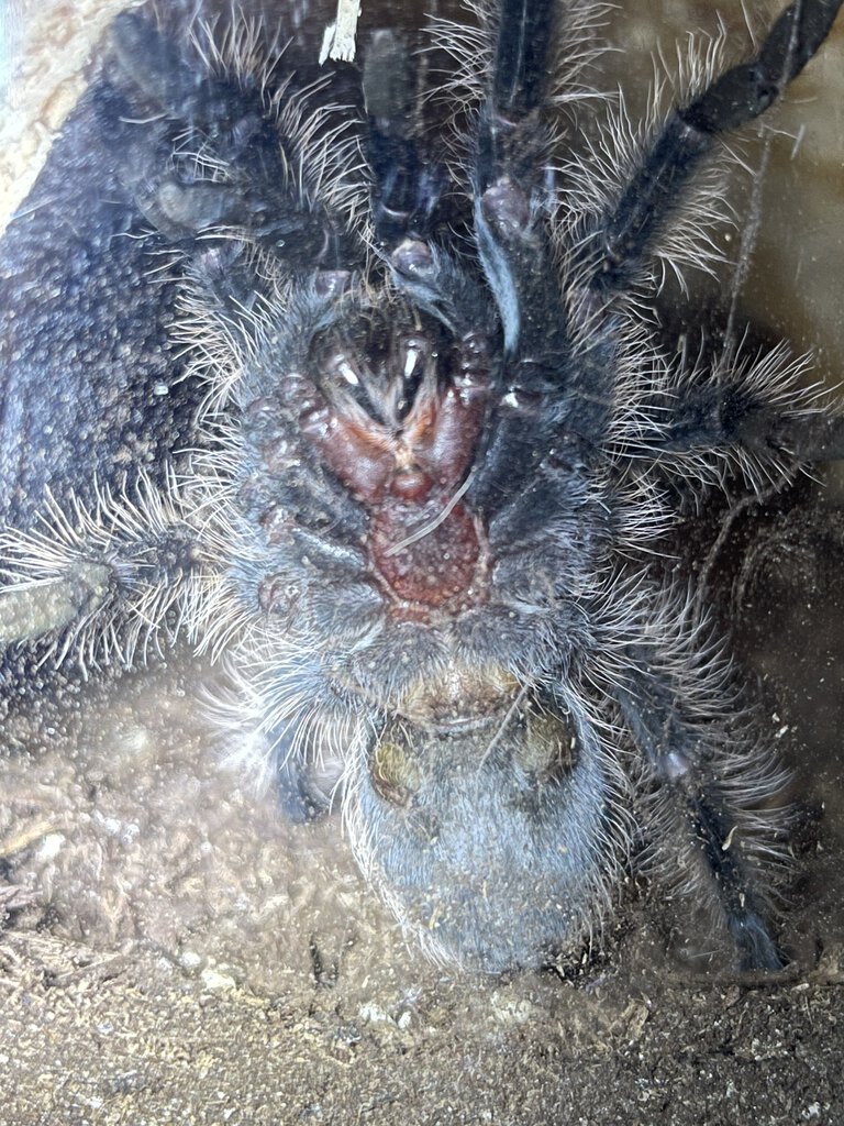 2-2.5" T. Albopilosum