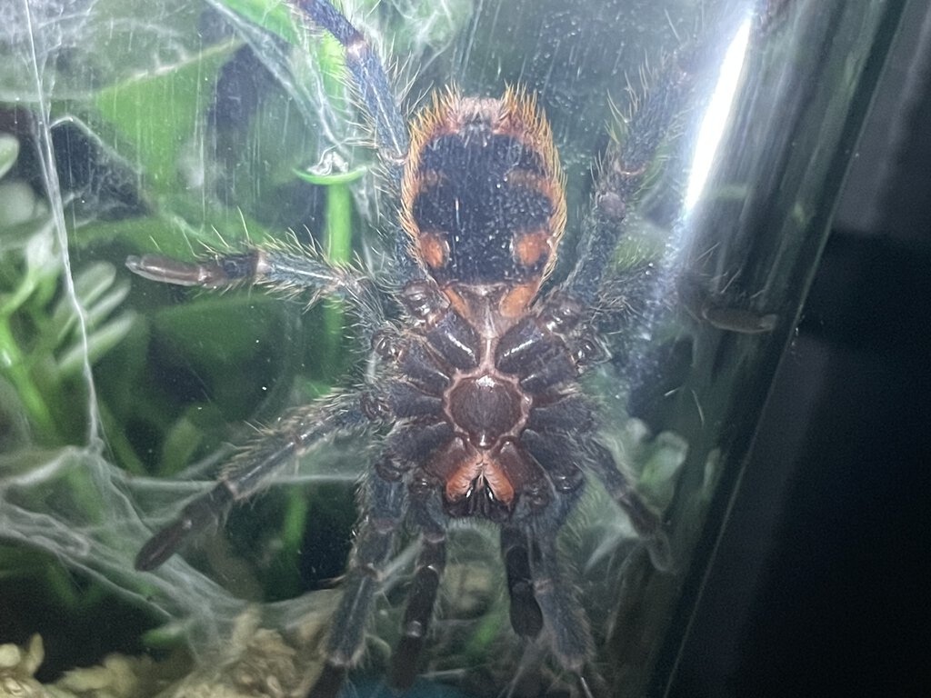 ~2.25” Chromatopelma cyaneopubescens