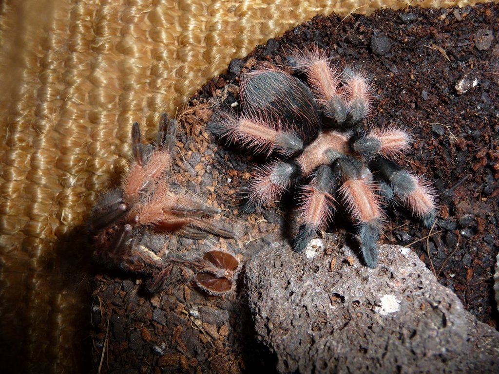 2.25" Brachypelma Emilia