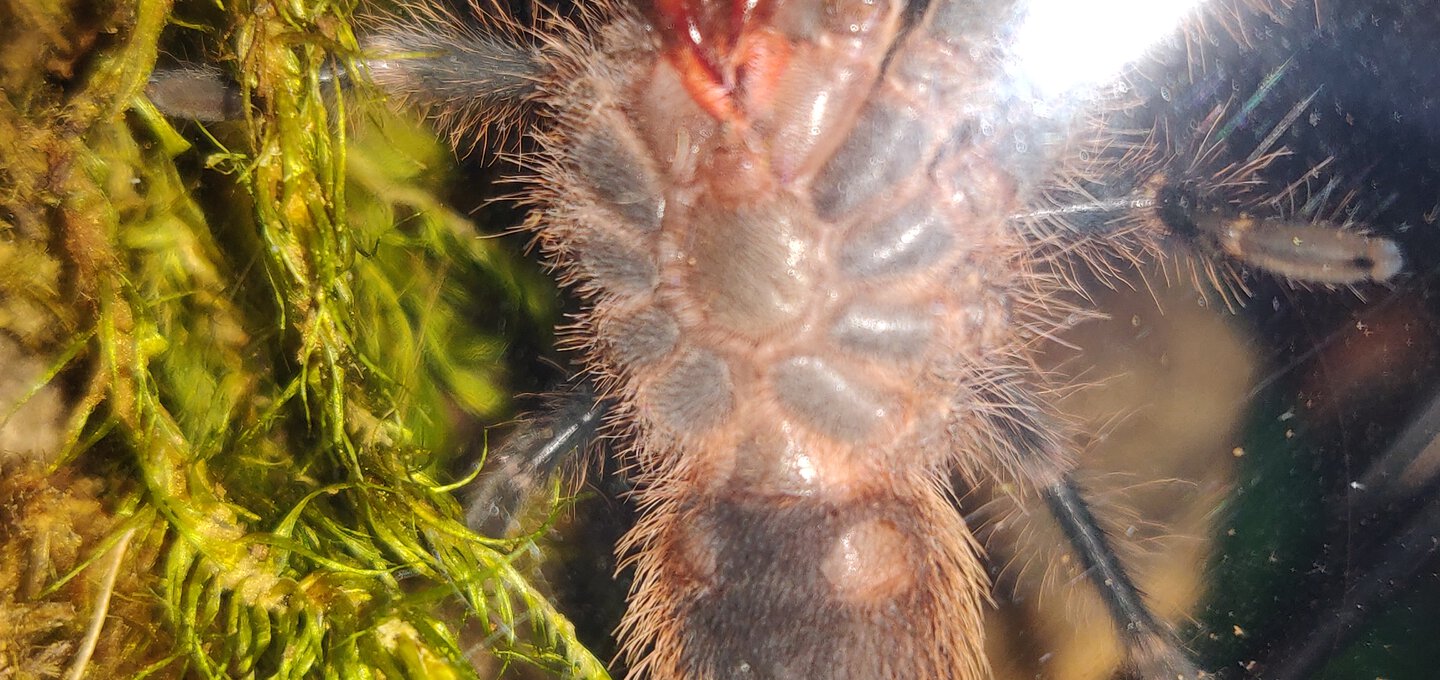 2.25" Grammostola pulchripes [ventral sexing]