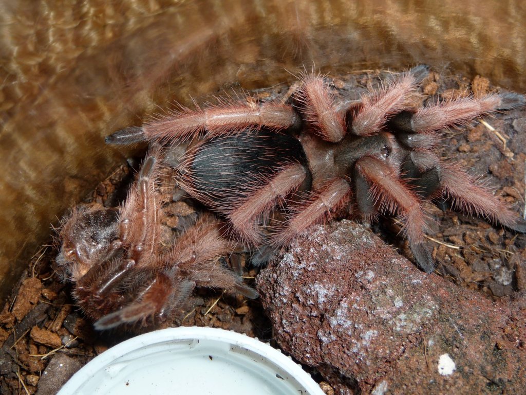 2.25 Inch  B. Klaasi; Molt Date 4-7-17