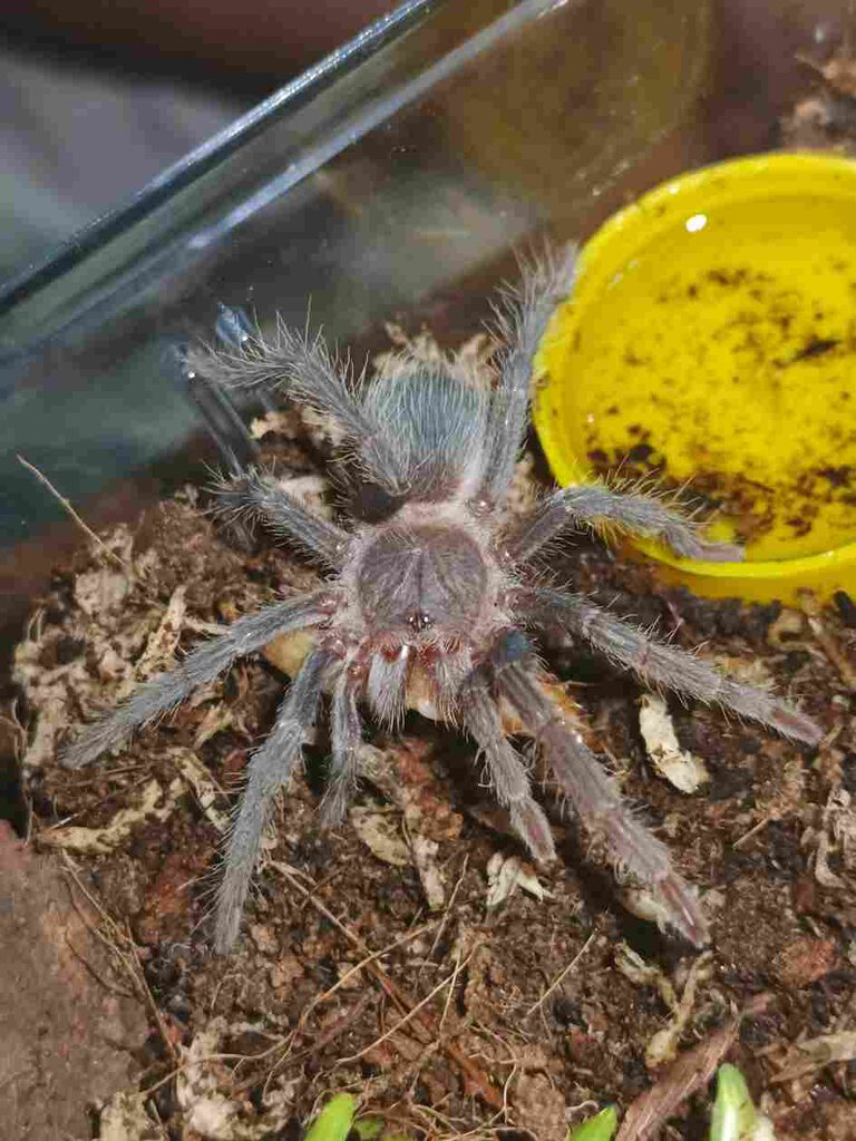 2.25" Lasiodora Parahybana Eating Superworms