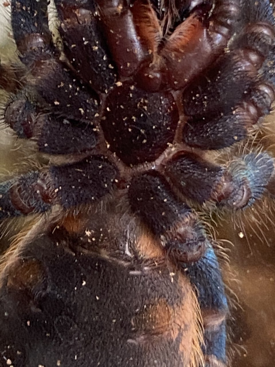 2.5” gbb chromatopelma cyaneopubescens