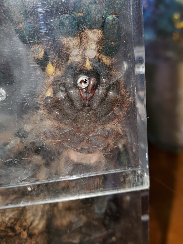 2.5-3" dls P.regalis