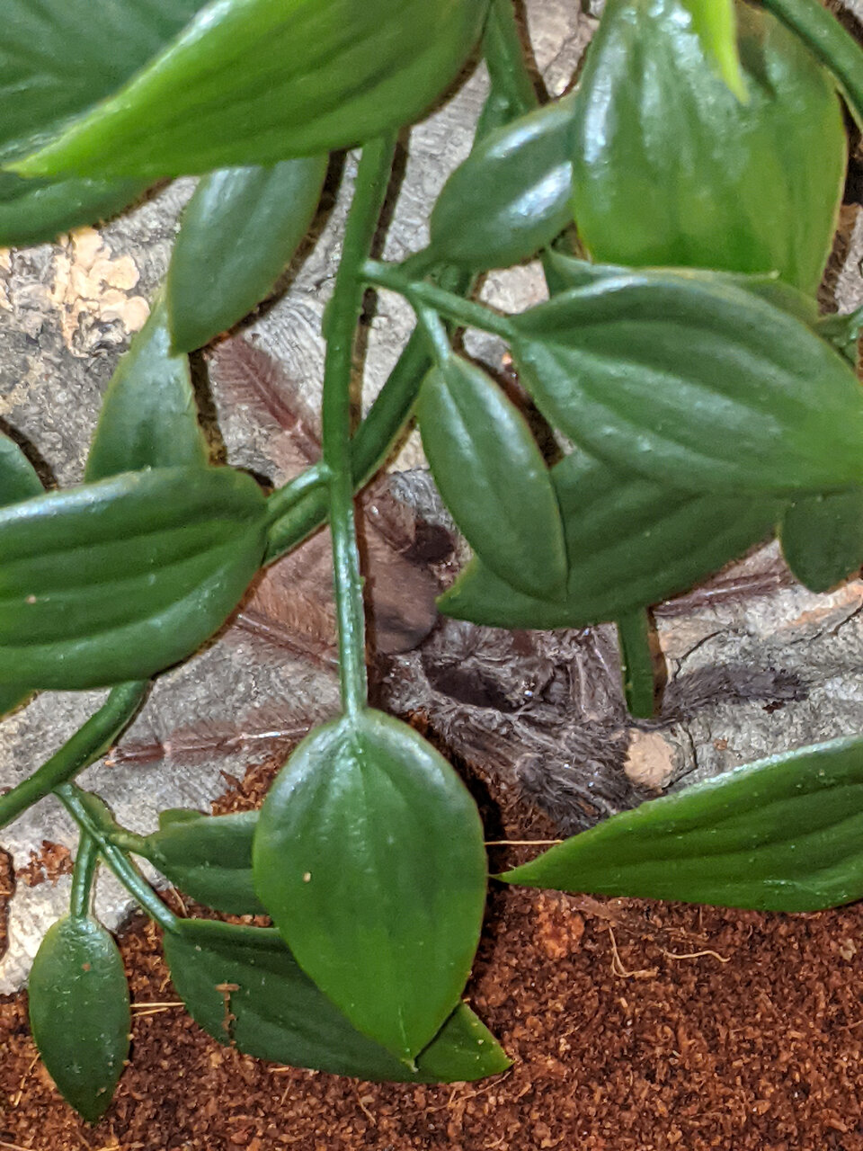 2.5"-3" Tapinauchenius violaceus