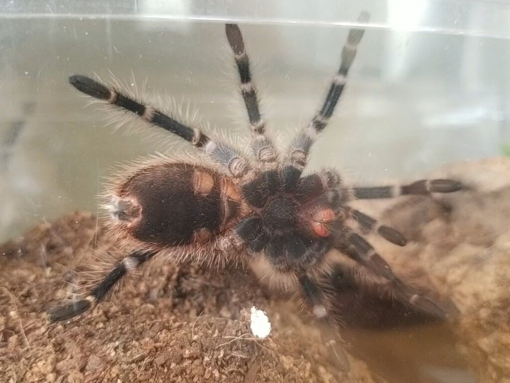 2.5 - 3in G. Pulchripes, male or female?