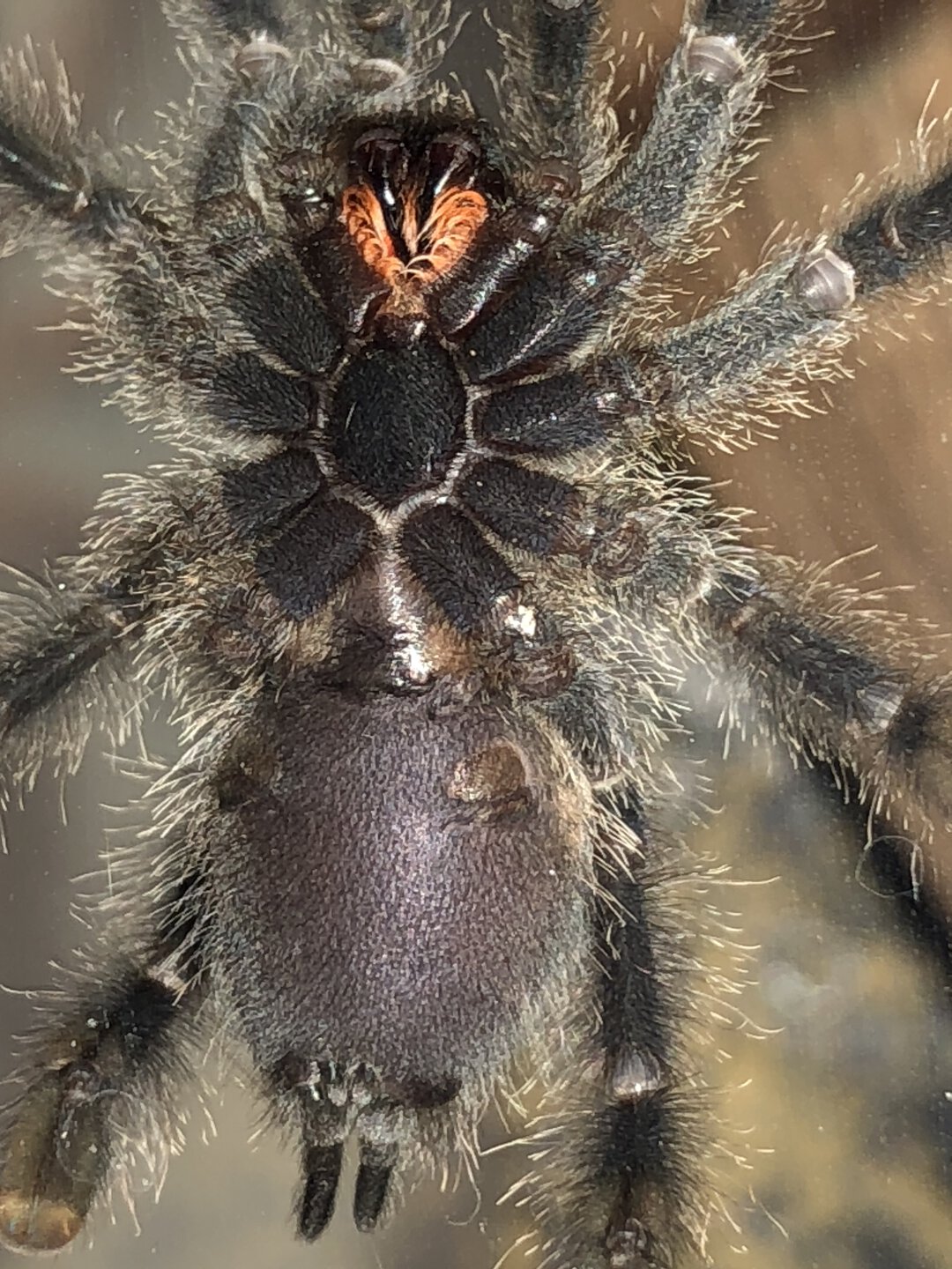 2.5" A.avicularia juvenile