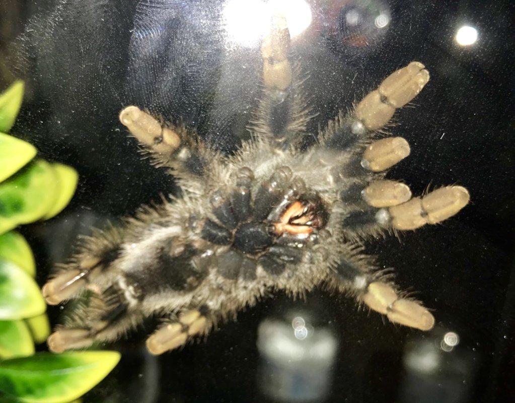 2.5' Avicularia avicularia [2/2]