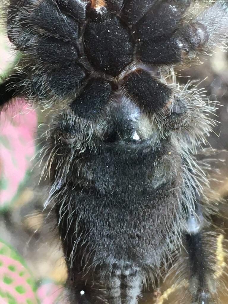 2.5" Avicularia avicularia [ventral sexing]