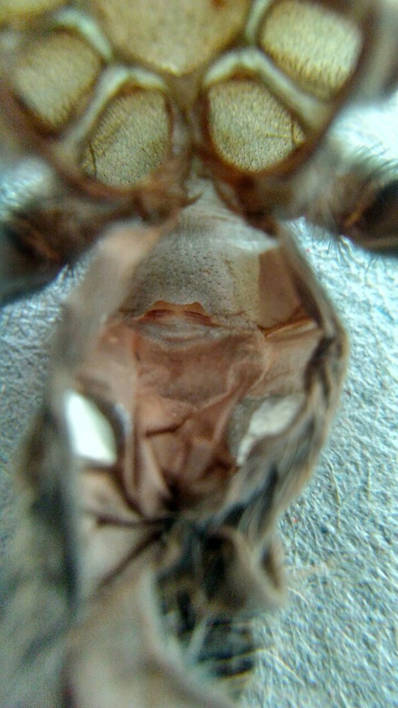 2.5" b. smithi sexting