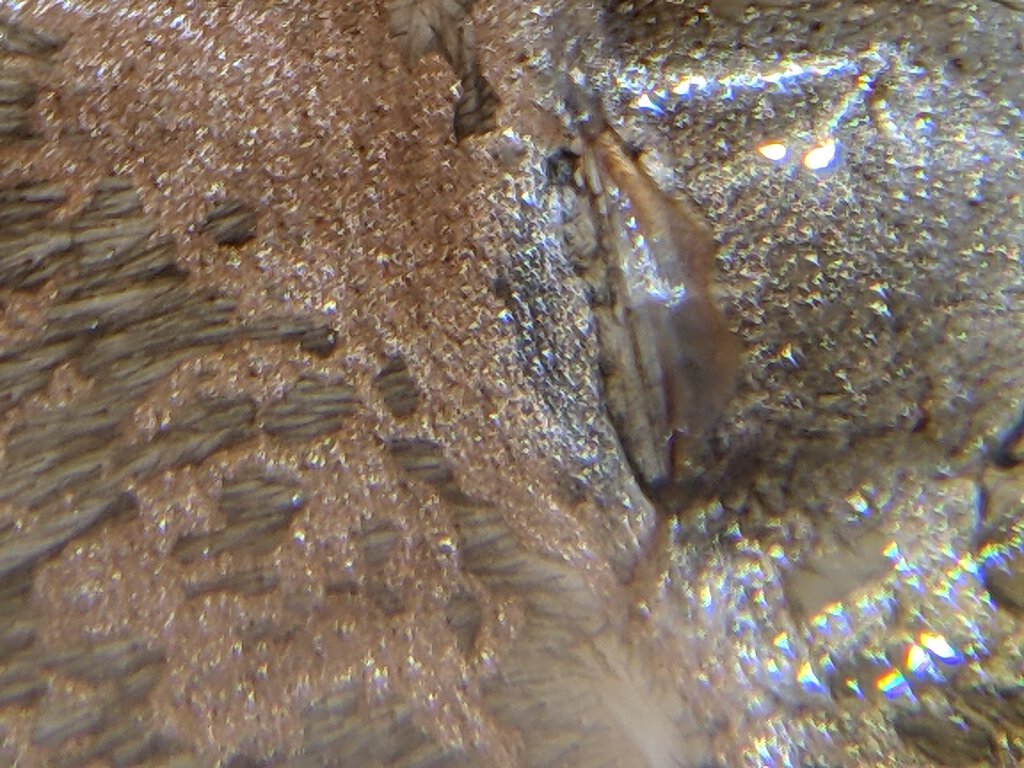 2.5" Brachypelma emilia
