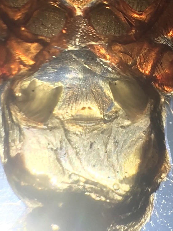 2.5" Davus pentaloris [molt sexing]