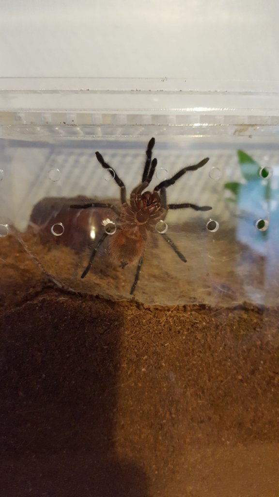 2.5" Grammostola actaeon [ventral sexing]