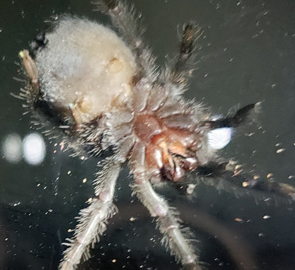 2.5" Grammostola pulchra [ventral sexing]