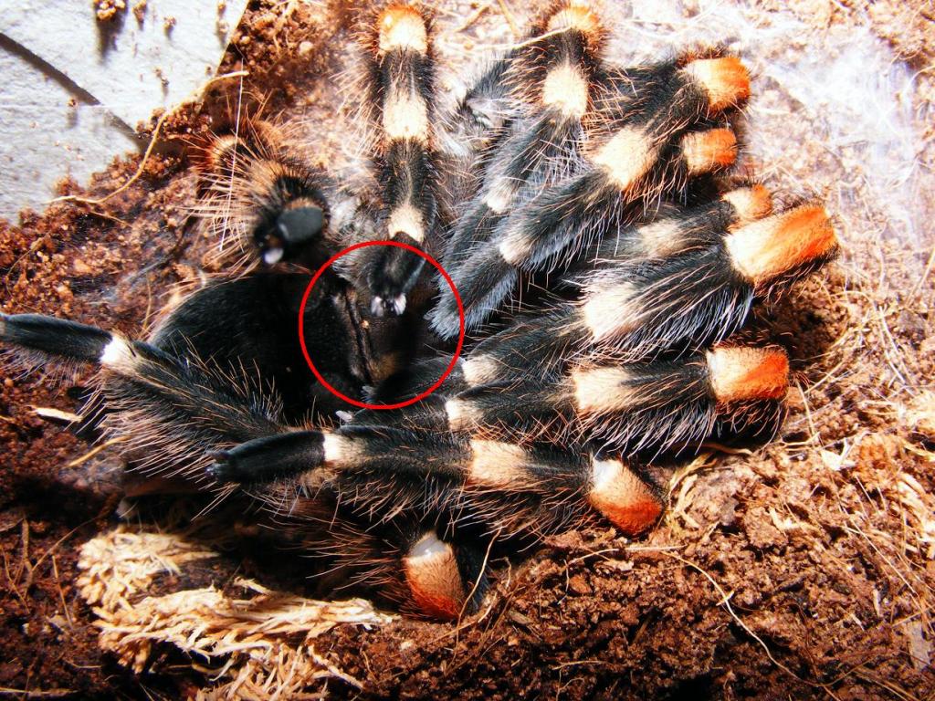 2.5 inch b. smithi