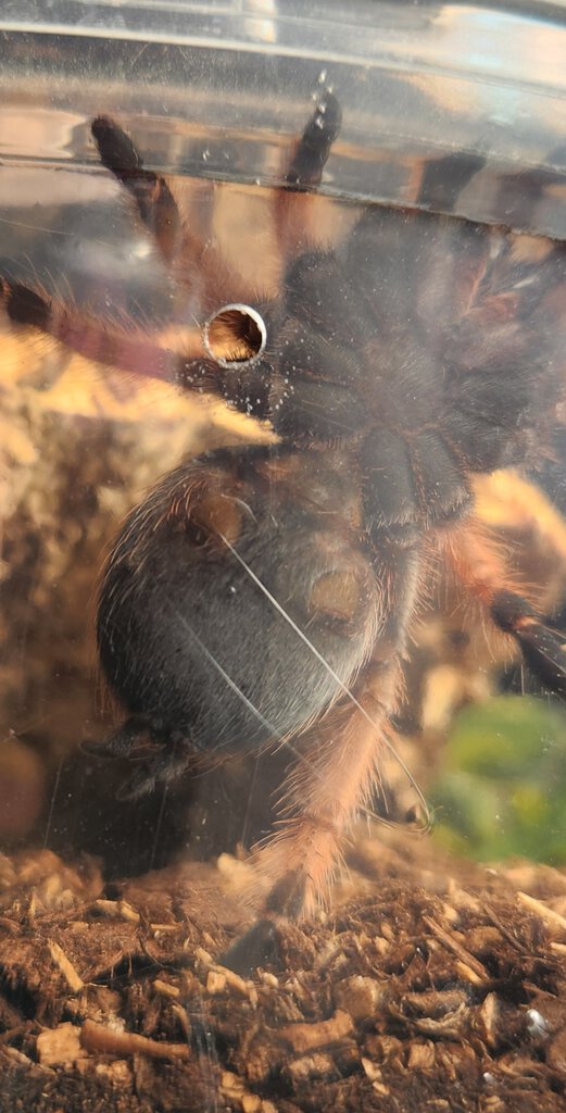 ~2.5 inch Brachypelma klaasi