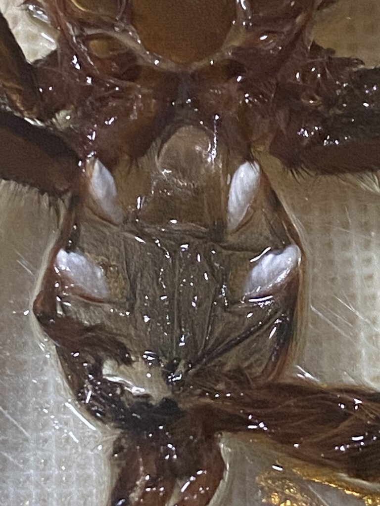 2.5 inch gbb