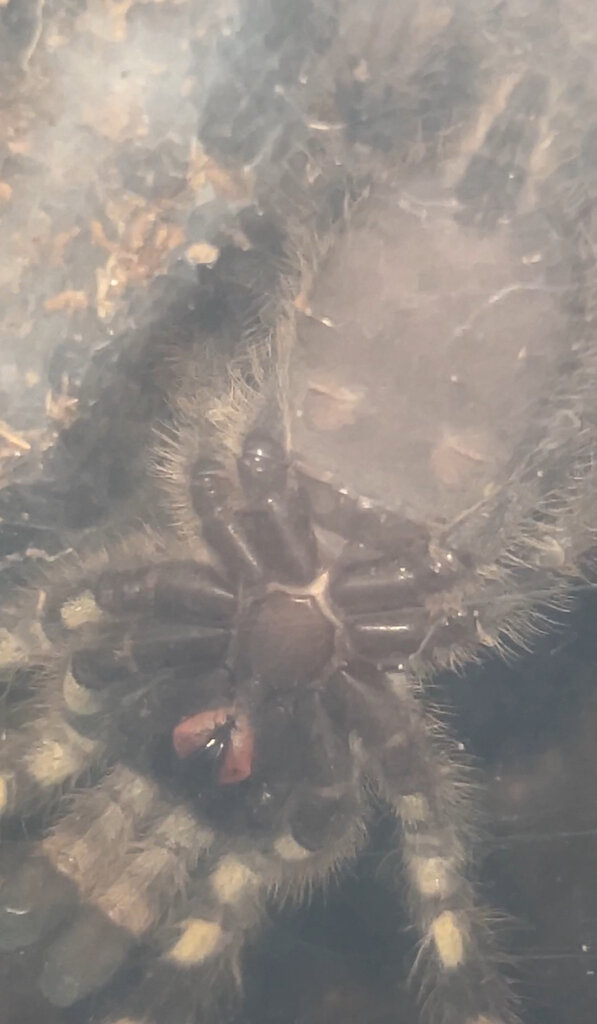 2.5" P. regalis ventral shot