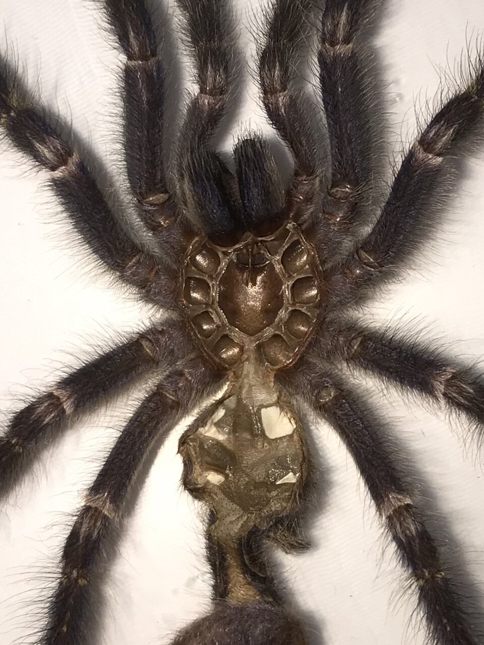 2.75"-3" Poecilotheria metallica