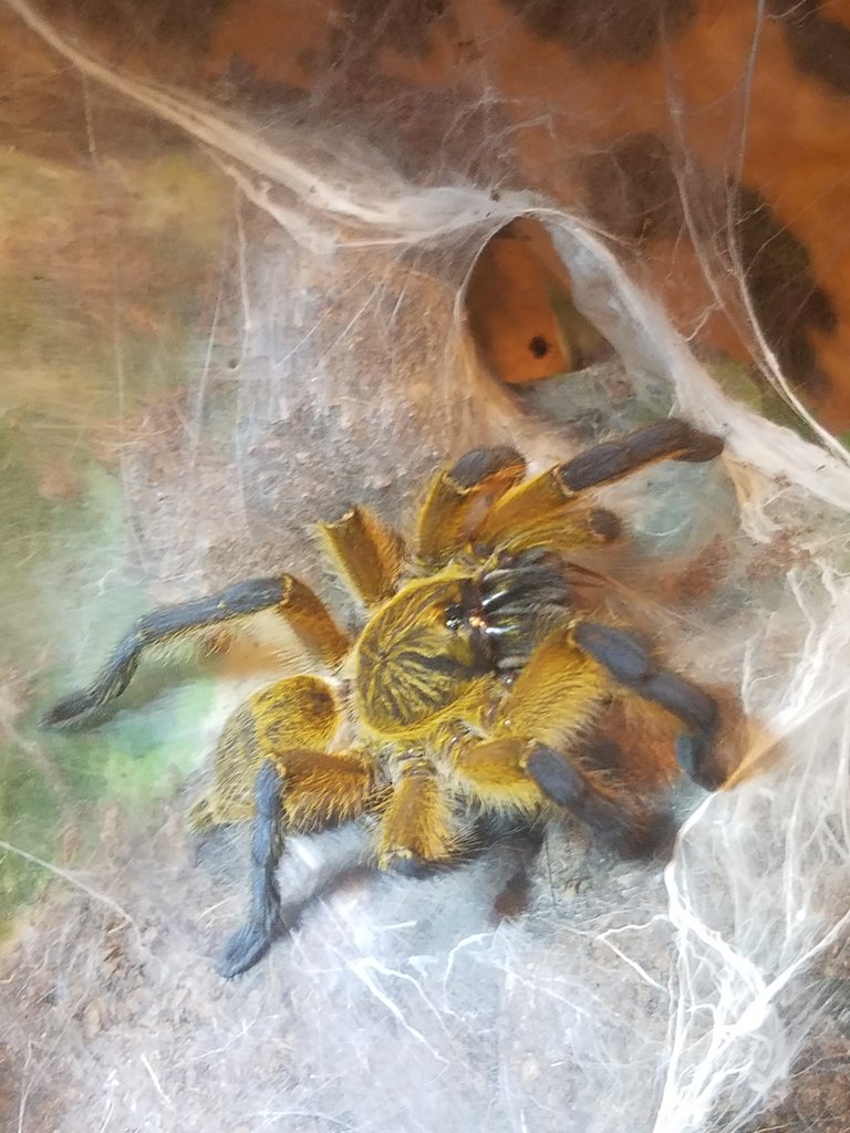 2.75" Female H. pulchripes