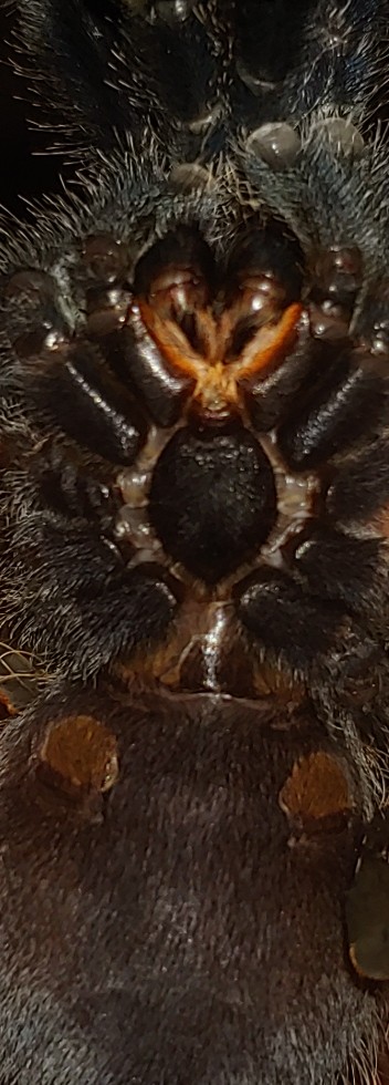 2.75 inch Avicularia avicularia