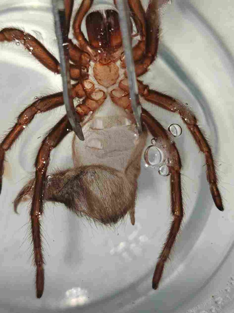 2.75" Lasiodora Parahybana Molt