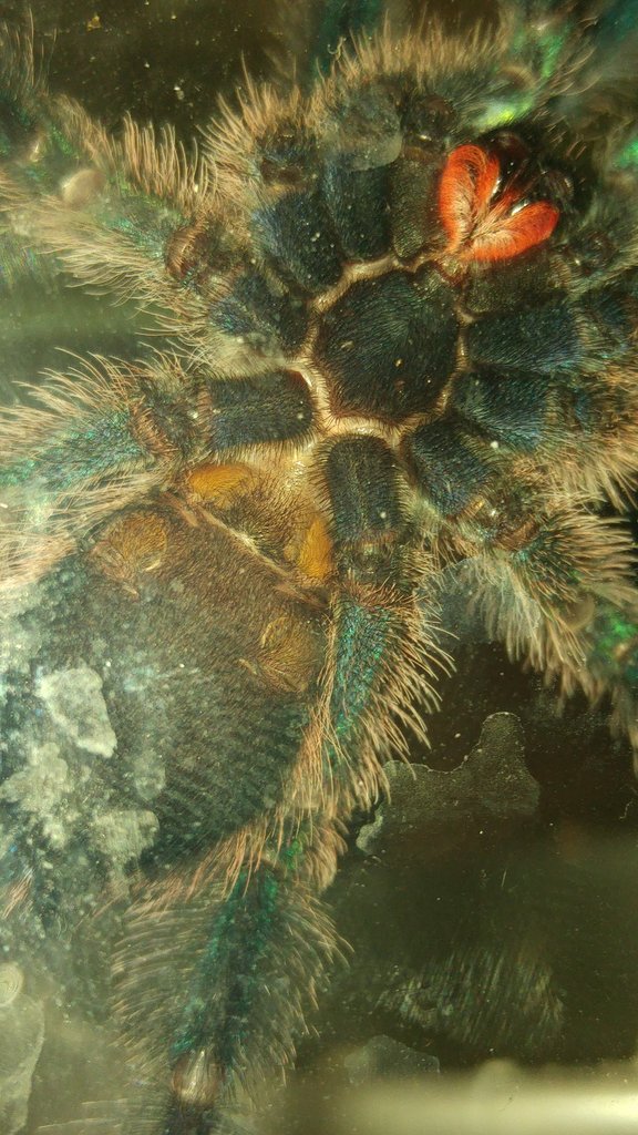 #2 A. diversipes 3,5cm/1,25 inch