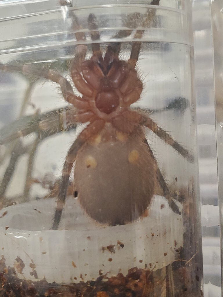 2" Acanthoscurria geniculata [ventral sexing] [3/3]