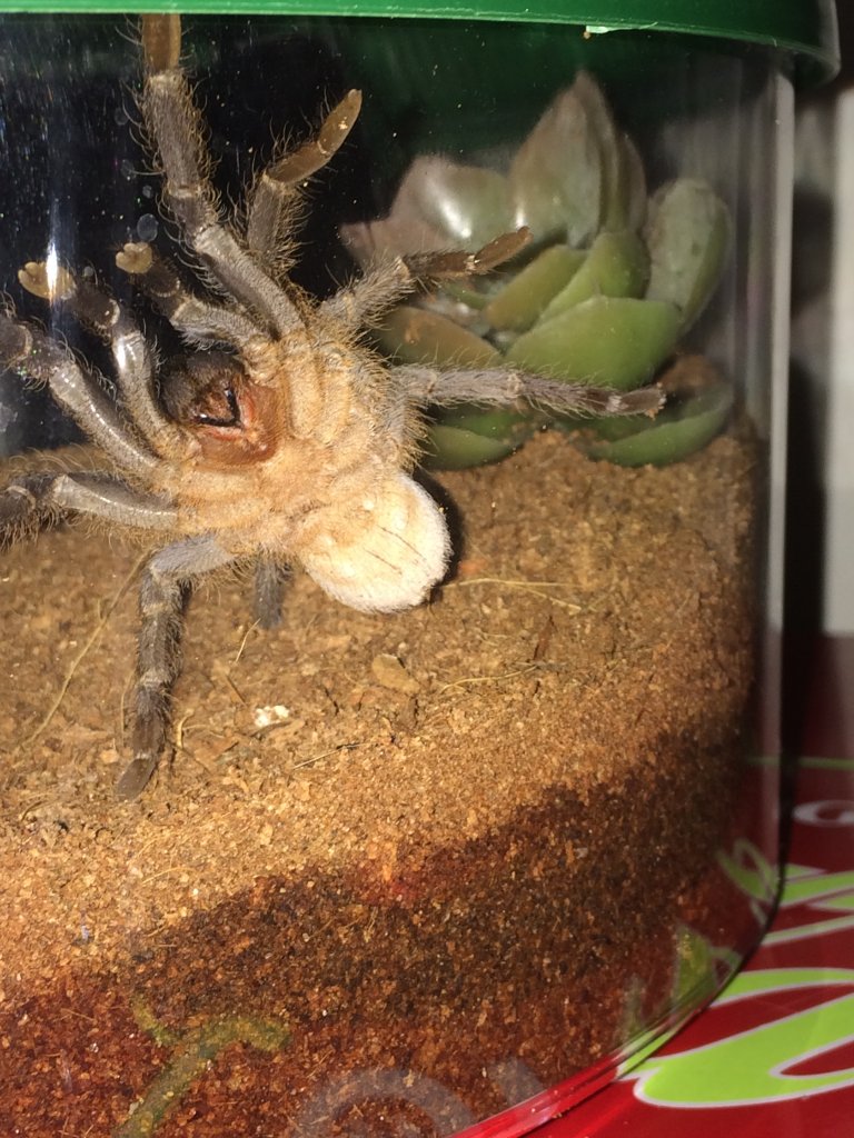 2" Aphonopelma seemanni [ventral sexing]