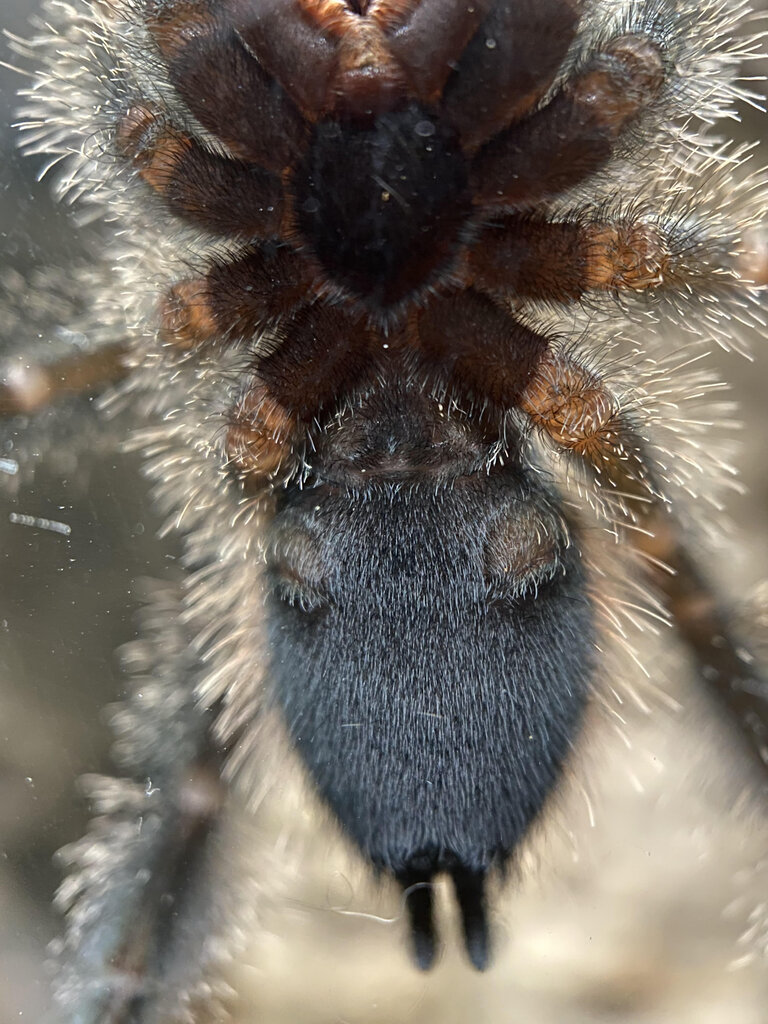 2" Avicularia sp. Peru purple