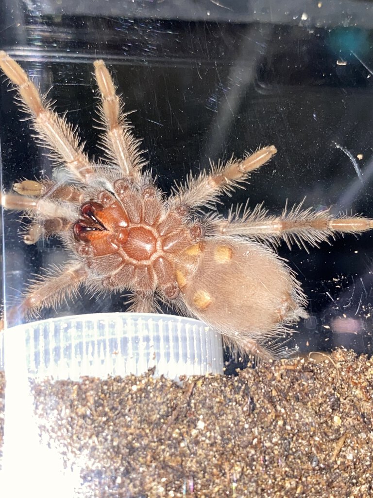 2" Brachypelma hamorii [ventral sexing]