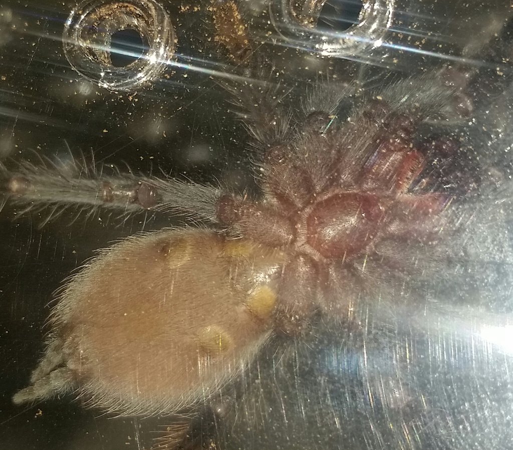 2" Brachypelma vagans