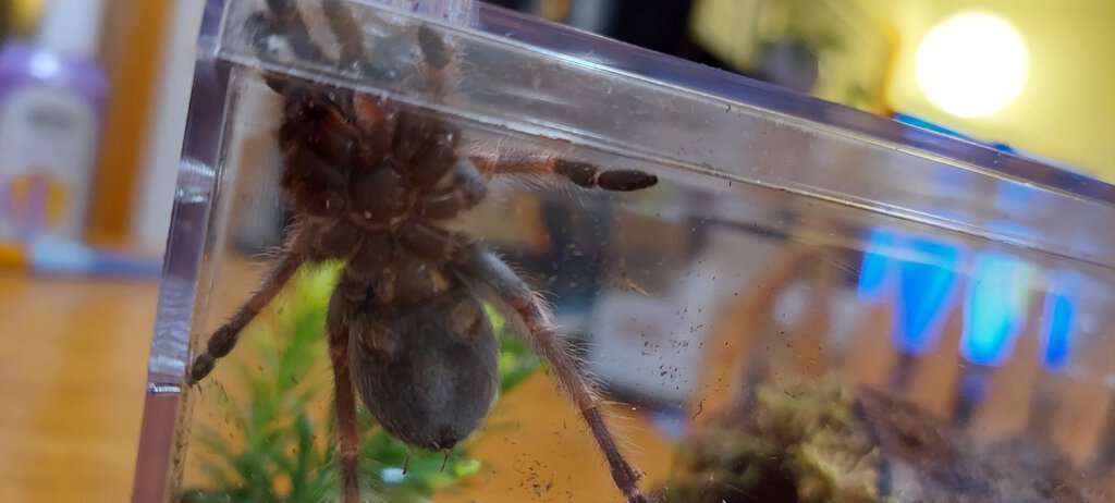 2" Brachypelma