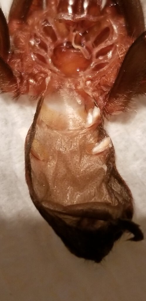 2" Bumba cabocla [molt sexing]