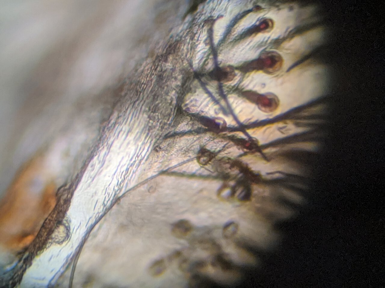 2" Chromatopelma cyaneopubescens [molt sexing] [3/3]