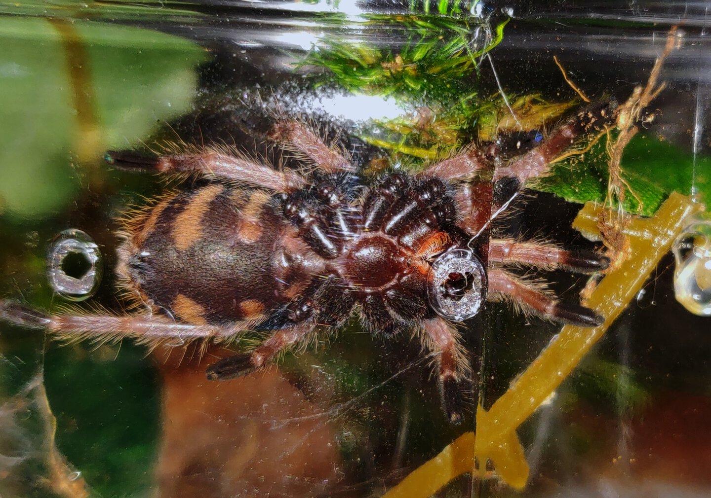 2" Chromatopelma cyaneopubescens [ventral sexing]