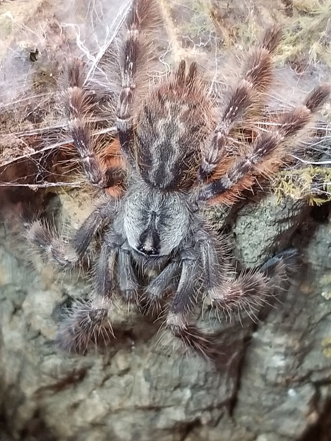 2" dls P. regalis. Unsexed