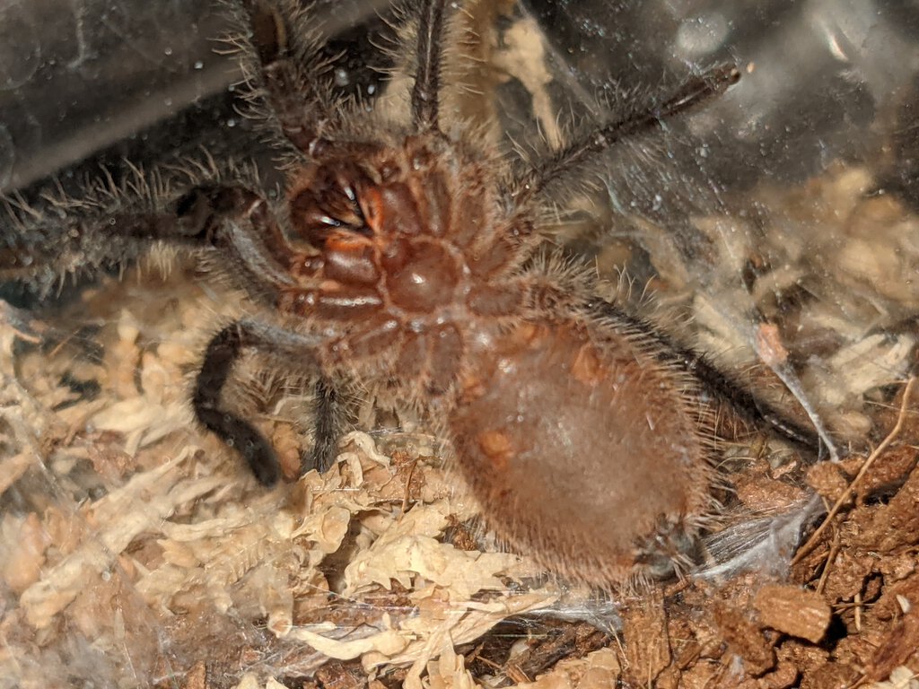 2" Grammostola acteon