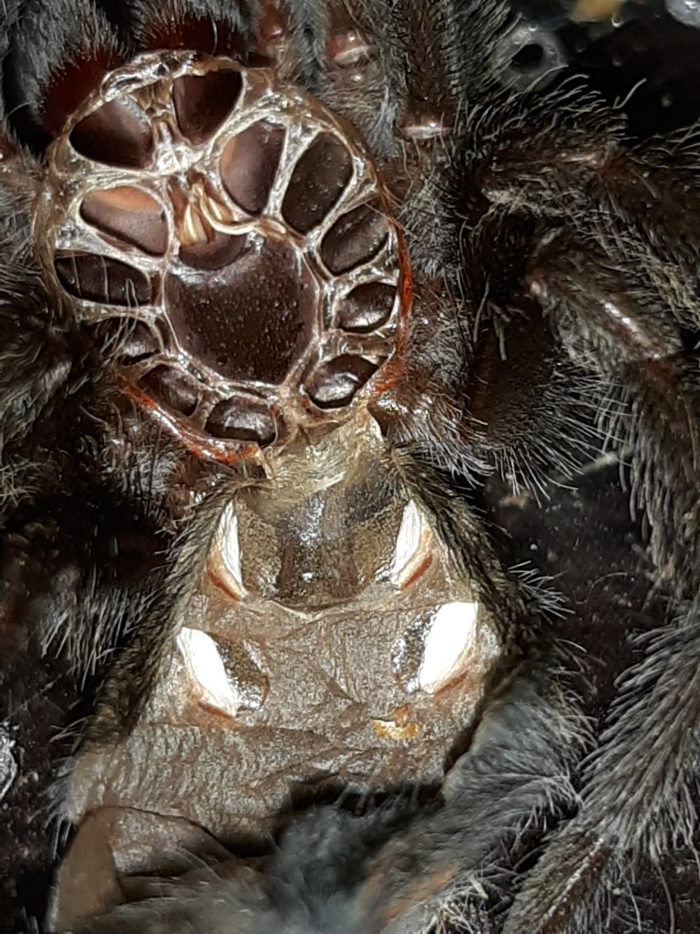 2" Grammostola pulchra [molt sexing]